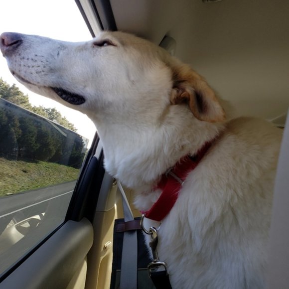 What's the 🏡DV and 🐶 20% Donation all about? - Picture 8 of 8